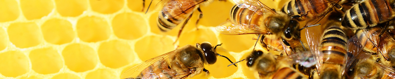 Découverte des abeilles