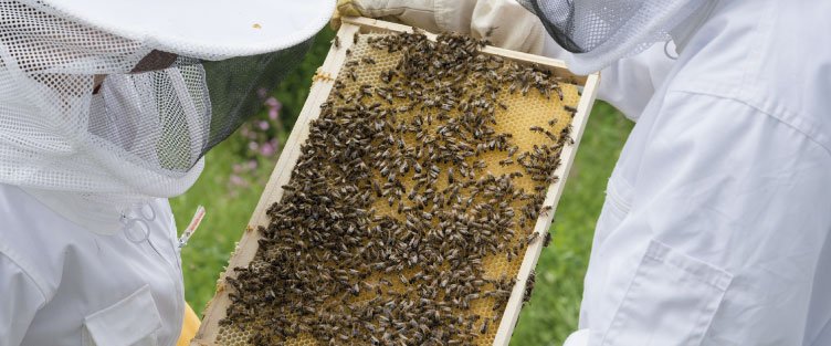 Urbapi - Installation d'abeilles en Rhône Alpes