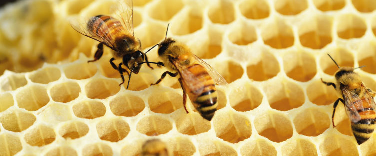 Les tâches des abeilles pendant leur vie