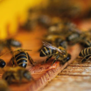 Article 27 : L'abeille mellifère, un superorganisme