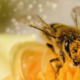 Article 29 : Abeille, sentinelle de la santé, de l'environnement et pollinisatrice