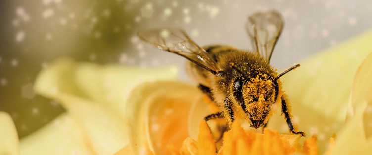 Article 29 : Abeille, sentinelle de la santé, de l'environnement et pollinisatrice