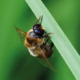 Article 32 : Les faux bourdons, mâles de la ruche
