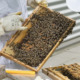 Article 33 : Face à mille nouveaux dangers, une apiculture de l’adaptation