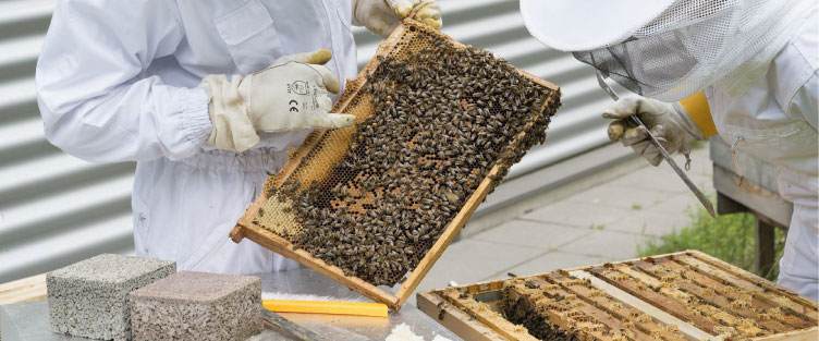 Article 33 : Face à mille nouveaux dangers, une apiculture de l’adaptation