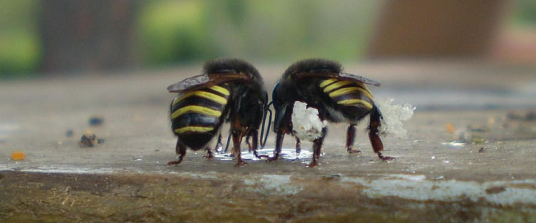 Article 34 : Les mélipones : abeilles sacrées, abeilles menacées