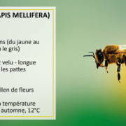 Article 35 : Anatomie des abeilles