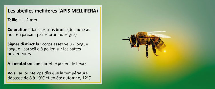 Article 35 : Anatomie des abeilles