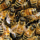 Article 37 : Les abeilles n'hibernent pas, elle se maintiennent au chaud en grappe