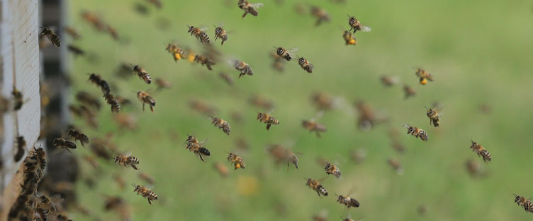 Article 39 : Les solstices et le rythme des abeilles