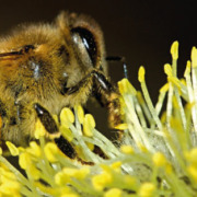 Article 43 : Le varroa, première source de mortalité chez les abeilles