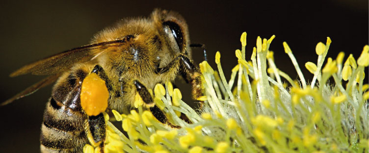 Article 43 : Le varroa, première source de mortalité chez les abeilles