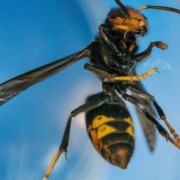 Article 44 : Le frelon asiatique (Vespa velutina), une bataille pour les apiculteurs, besoin d'une prise de conscience globale