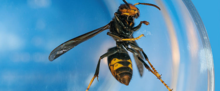 Article 44 : Le frelon asiatique (Vespa velutina), une bataille pour les apiculteurs, besoin d'une prise de conscience globale