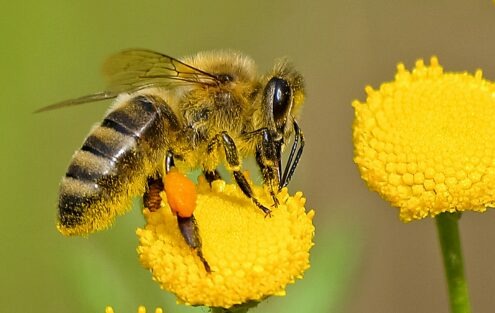 Article 53 : Un monde sans abeilles : quelles conséquences pour la planète ?