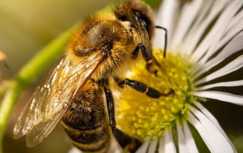 Article 56 : La nature s’éveille : les abeilles à l’œuvre avant le printemps