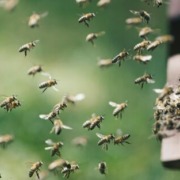 Article 60 : Ruche en entreprise : une action concrète au service de la RSE en Nord Isère et à autour de Lyon