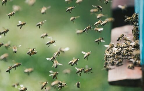 Article 60 : Ruche en entreprise : une action concrète au service de la RSE en Nord Isère et à autour de Lyon