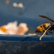 Article 61 : Abeilles, frelon et printemps : pourquoi le piégeage de printemps est essentiel