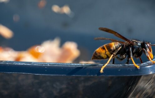 Article 61 : Abeilles, frelon et printemps : pourquoi le piégeage de printemps est essentiel