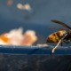 Article 61 : Abeilles, frelon et printemps : pourquoi le piégeage de printemps est essentiel
