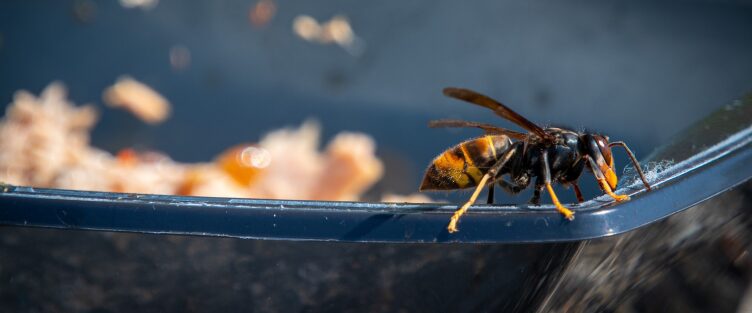 Article 61 : Abeilles, frelon et printemps : pourquoi le piégeage de printemps est essentiel