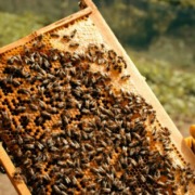 Article 62 : Visite de printemps en apiculture : relancer efficacement la ruche et les abeilles