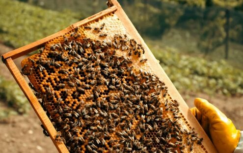 Article 62 : Visite de printemps en apiculture : relancer efficacement la ruche et les abeilles
