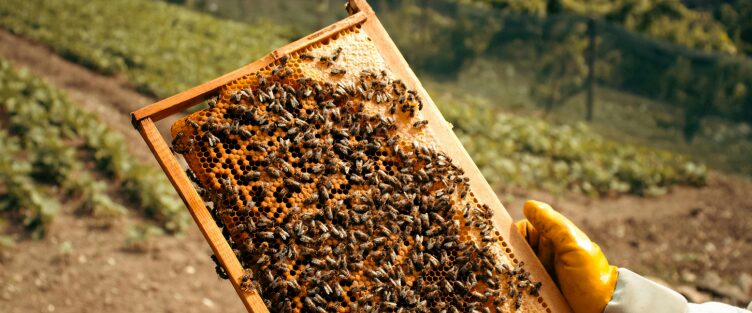 Article 62 : Visite de printemps en apiculture : relancer efficacement la ruche et les abeilles