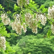 Article 63 : Une miellée capricieuse : l’acacia