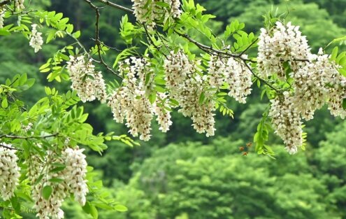 Article 63 : Une miellée capricieuse : l’acacia