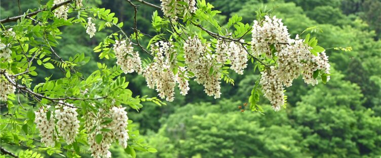 Article 63 : Une miellée capricieuse : l’acacia