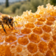 Abeille sur un rayon de miel en brèche aux alvéoles remplies de miel
