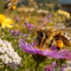 Abeille récoltant du pollen sur une fleur violette près d'un rucher