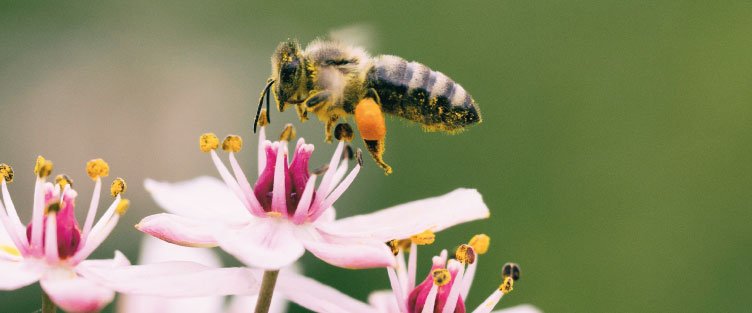 Alternatives aux pesticides - Urbapi