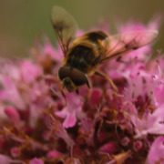 Le 20 et 22 mai : Célébrez les abeilles et la biodiversité