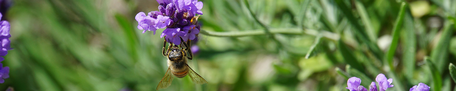 La biodiversité