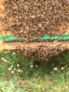 Abeilles qui font la barbe