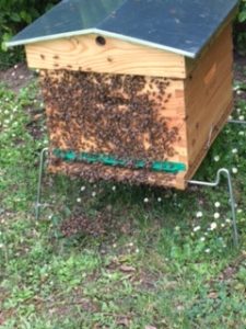 Abeilles qui font la barbe