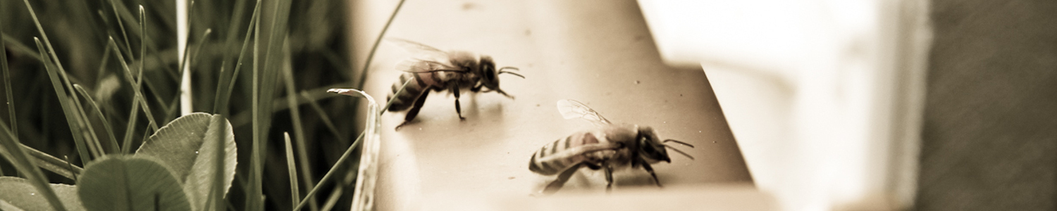 Découverte des abeilles