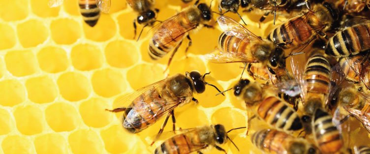 Cire d'abeille : 4 façons de l'utiliser - Urbapi