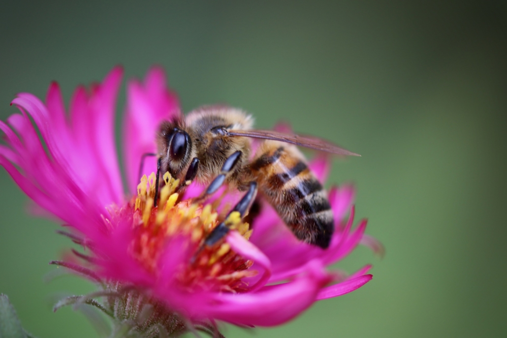 découverte des abeilles - Urbapi - installateur de ruches peuplées