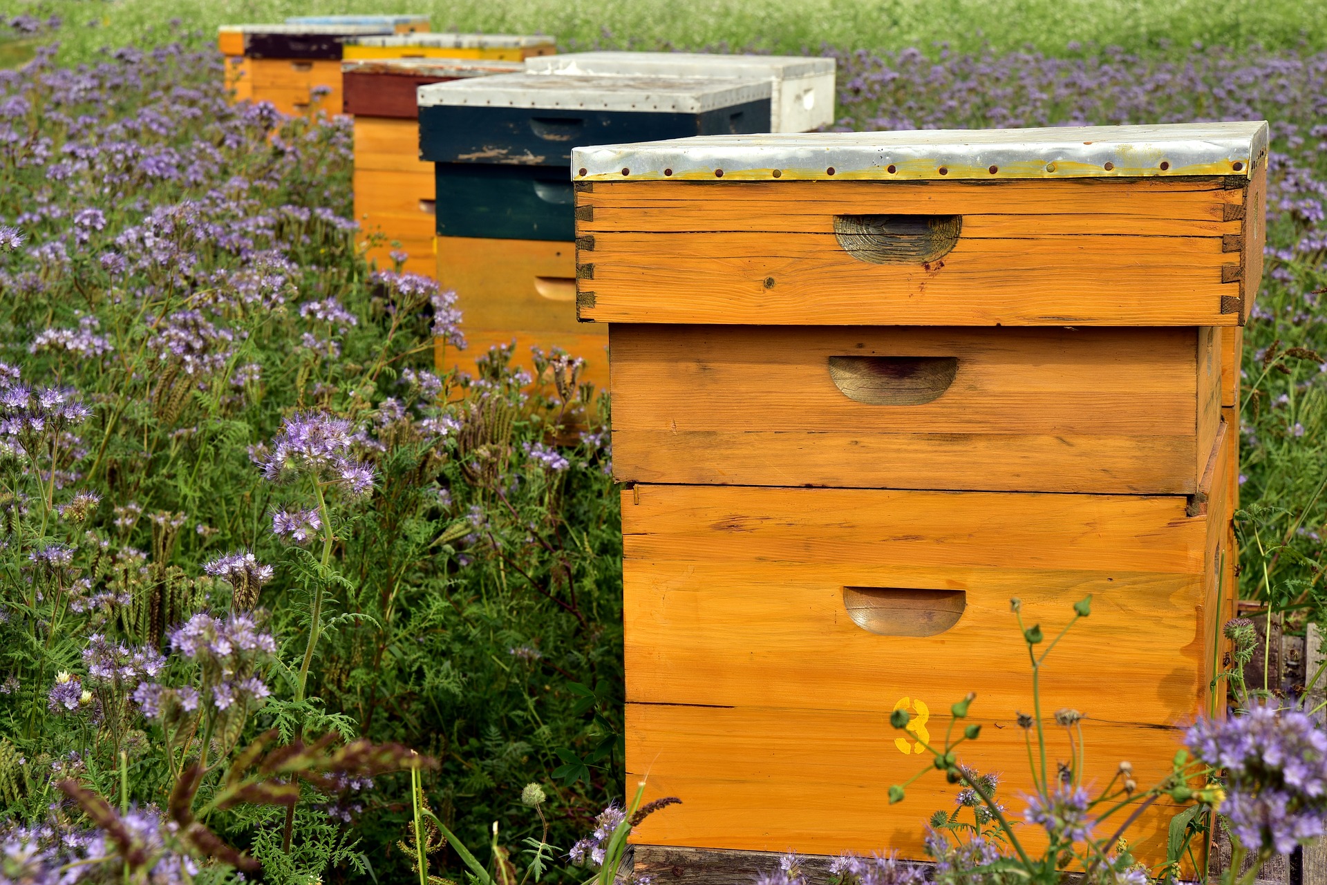 parrainage de ruche en entreprise - Urbapi