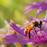 Découverte des abeilles