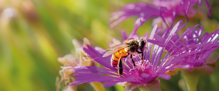 Découverte des abeilles