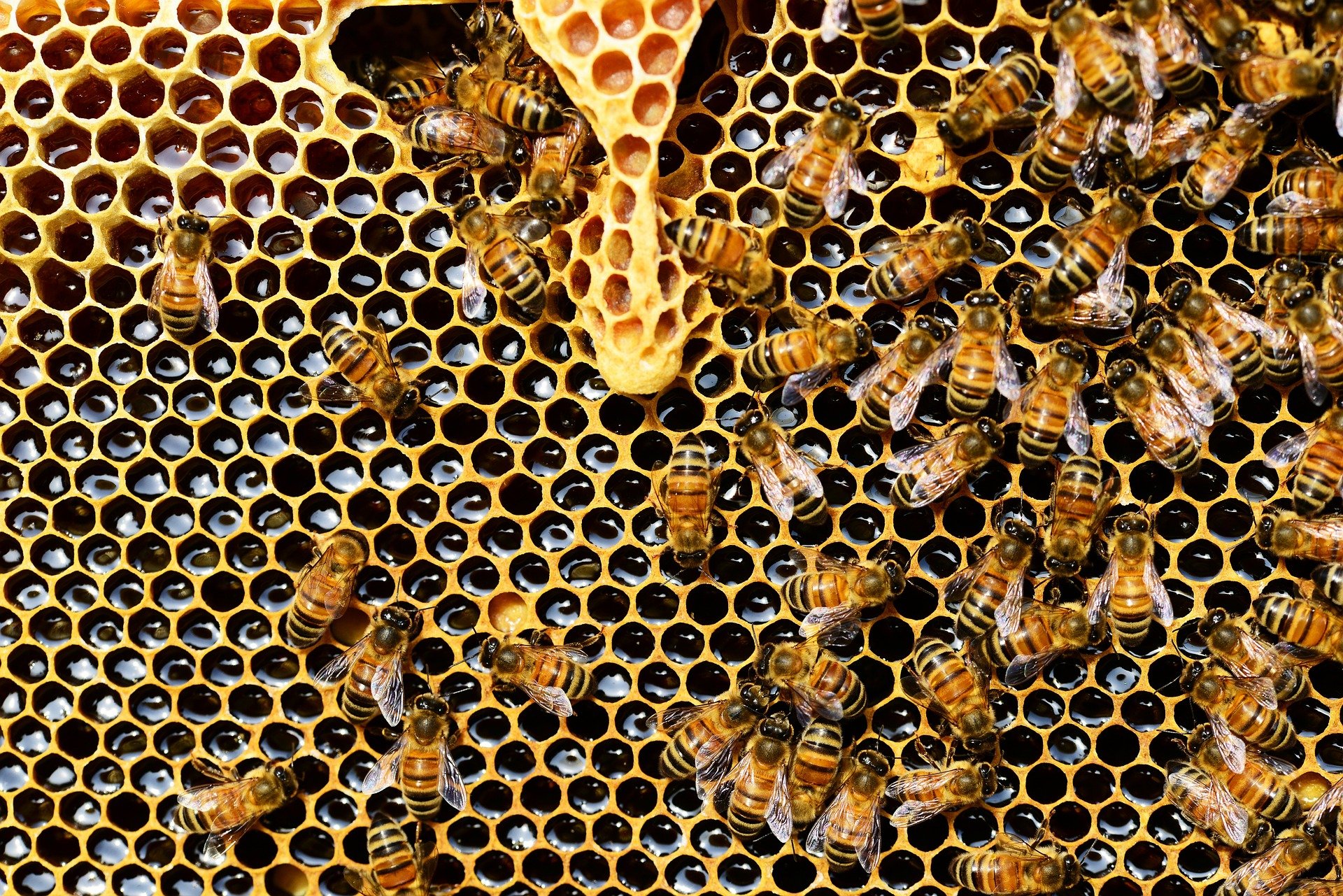 découverte des abeilles : la reine et les abeilles ouvrières