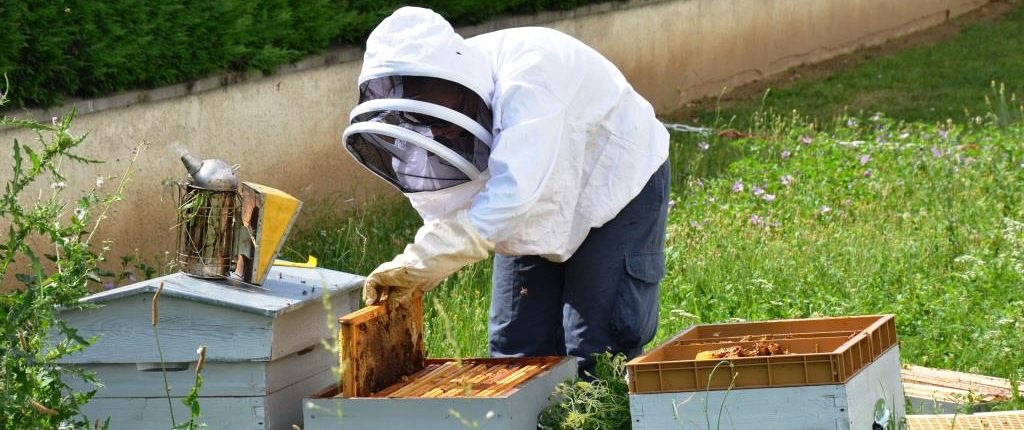 Urbapi - apiculture à Lyon