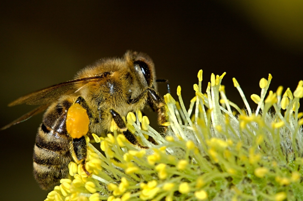 Découverte des abeilles